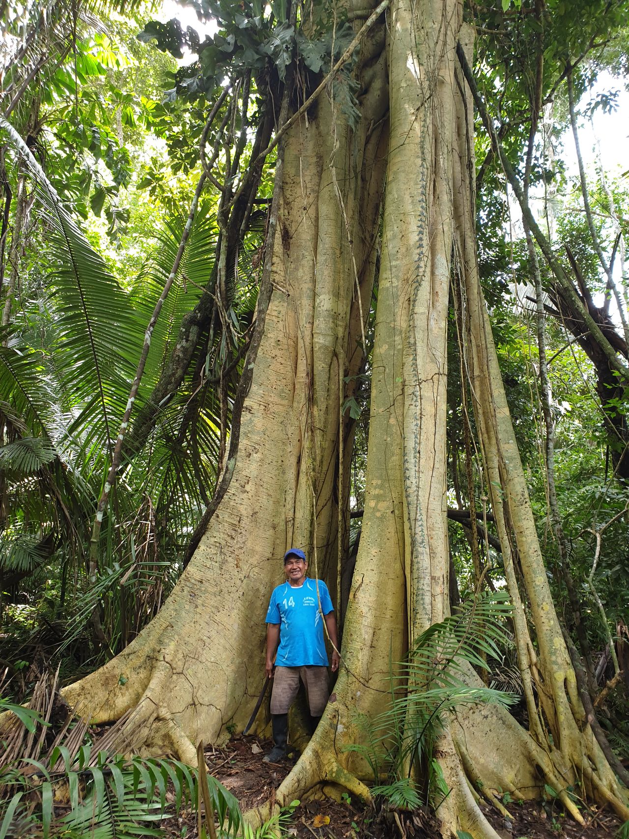 Gaston at the foot of a giant buttress tree.