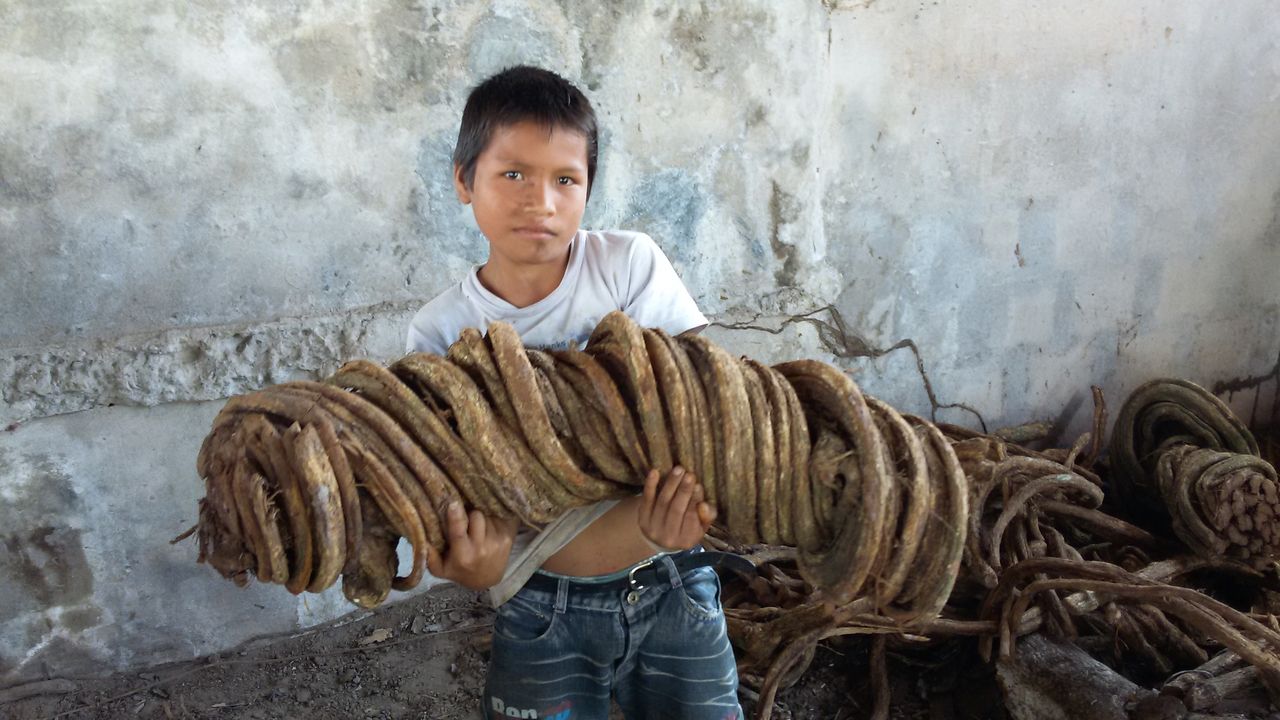A boy holding a coil of ayahuasca vine at Ampiri.