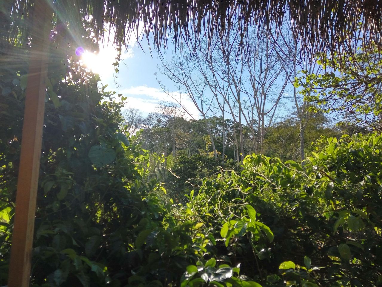 Trees at Ampiri.